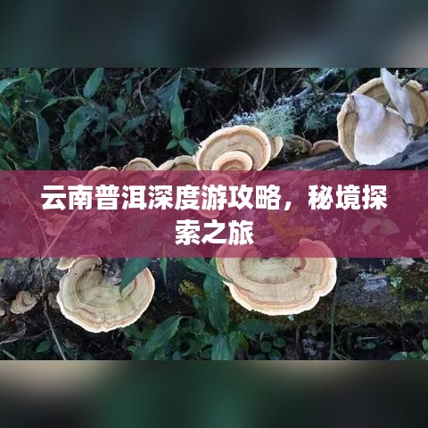 云南普洱深度游攻略，秘境探索之旅