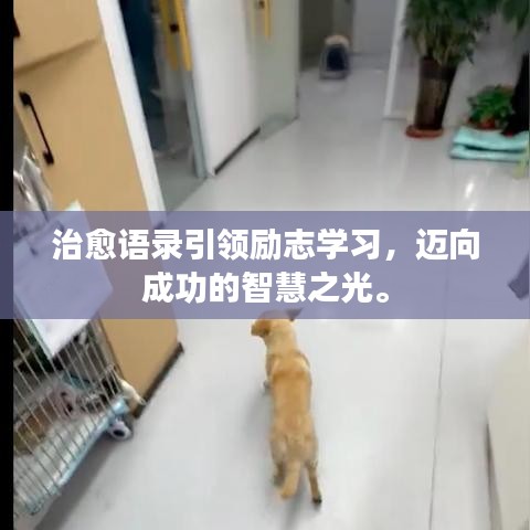 治愈语录引领励志学习，迈向成功的智慧之光。