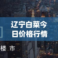 辽宁白菜今日价格行情揭秘，市场波动背后的原因探析