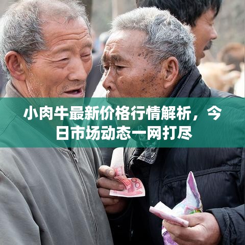 小肉牛最新价格行情解析，今日市场动态一网打尽