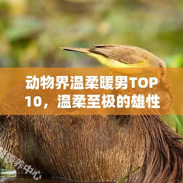 动物界温柔暖男TOP10，温柔至极的雄性生物排名
