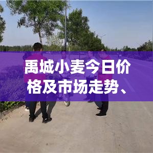 禹城小麦今日价格及市场走势、影响因素深度解析
