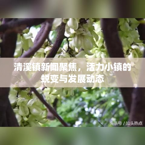 清溪镇新闻聚焦，活力小镇的蜕变与发展动态