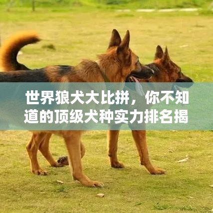 世界狼犬大比拼，你不知道的顶级犬种实力排名揭秘