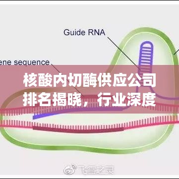 核酸内切酶供应公司排名揭晓，行业深度洞察与趋势展望
