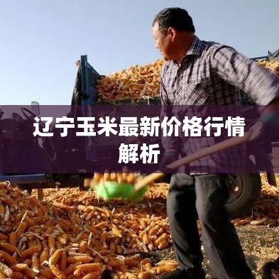 辽宁玉米最新价格行情解析