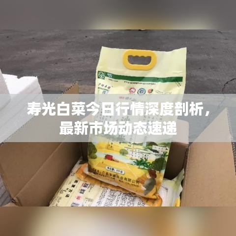 寿光白菜今日行情深度剖析，最新市场动态速递