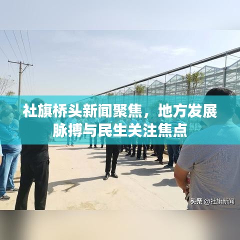 社旗桥头新闻聚焦，地方发展脉搏与民生关注焦点