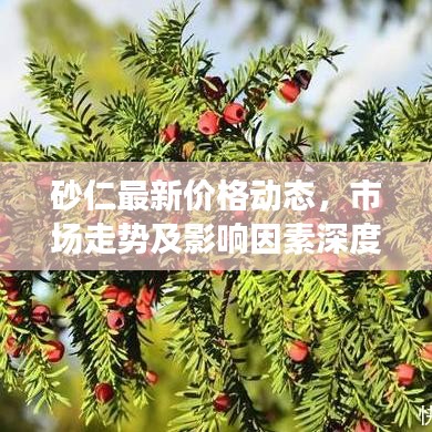 砂仁最新价格动态，市场走势及影响因素深度解析