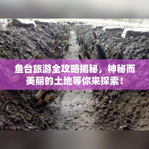 鱼台旅游全攻略揭秘，神秘而美丽的土地等你来探索！